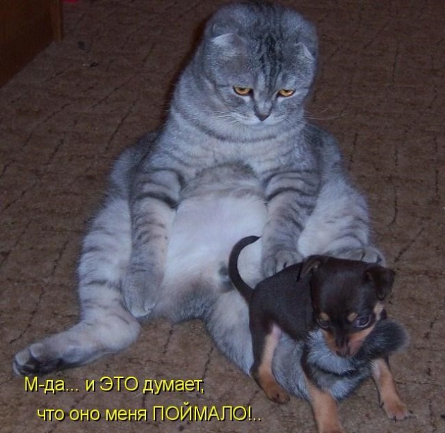 Рыбов неси!