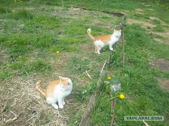 Жизнь домашнего приюта для котеек 445