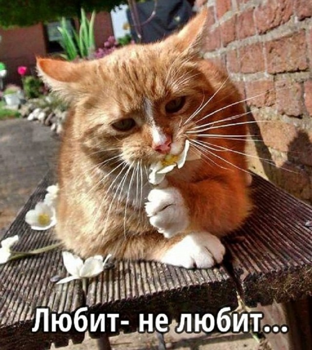 Картинки и мемы, всяко разно - 181