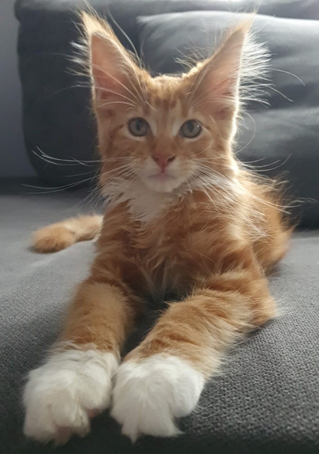 Начинаем котофторник?