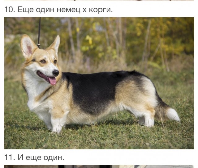Безумные помеси собак