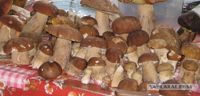 Грибной сезон открыт!