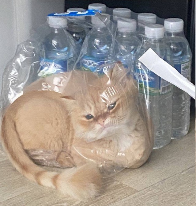 Кошачьи выкрутасы