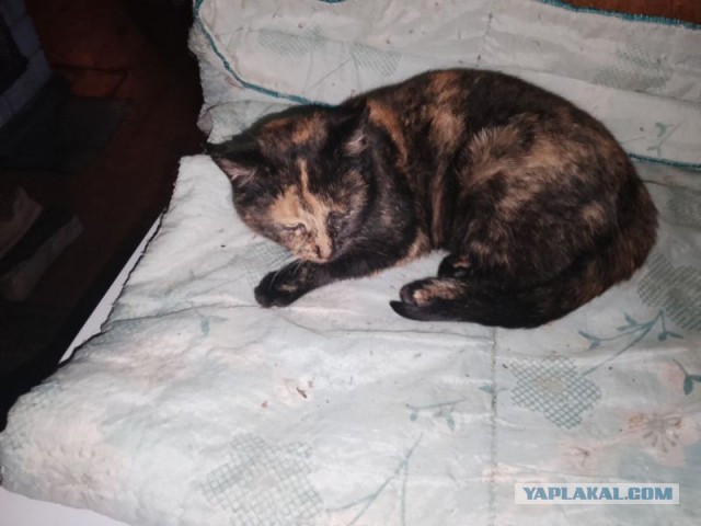 Жизнь домашнего приюта для котеек 474