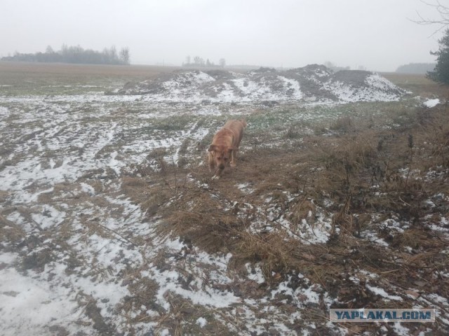 Жизнь домашнего приюта для котеек 483
