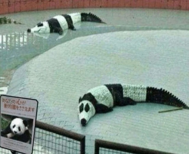 Вот кто жизни радуется на полную катушку