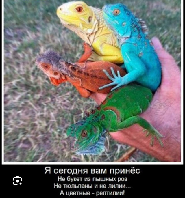 Гладиолусы, бл**ь!