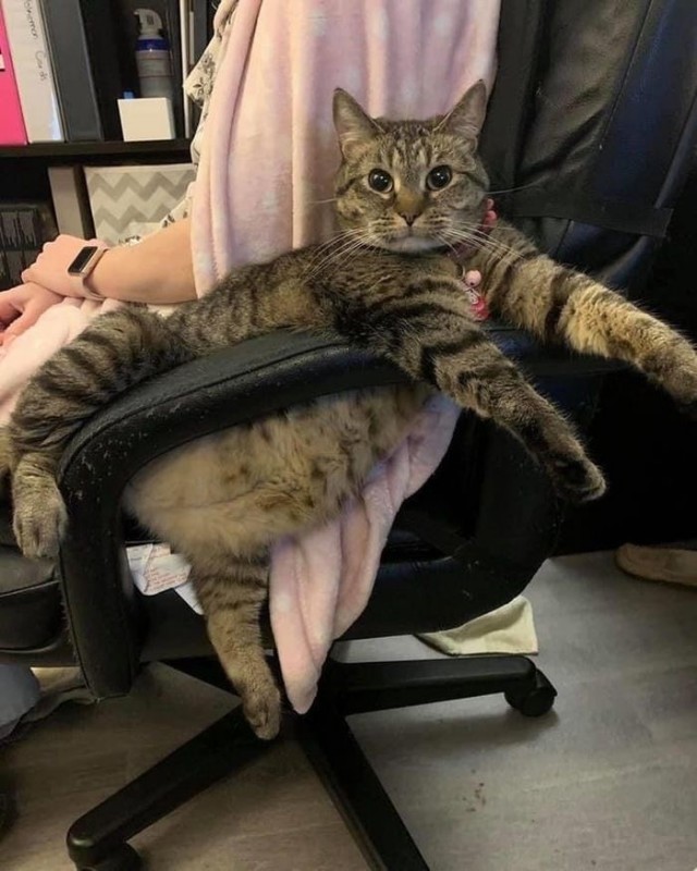 Котовторник в картинках