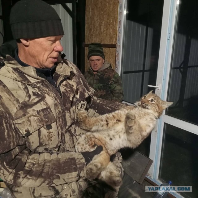 Гостья с кисточками заглянула к жителям села Старосубхангулово в Башкирии