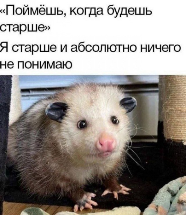 Нуштош 25.12.2024