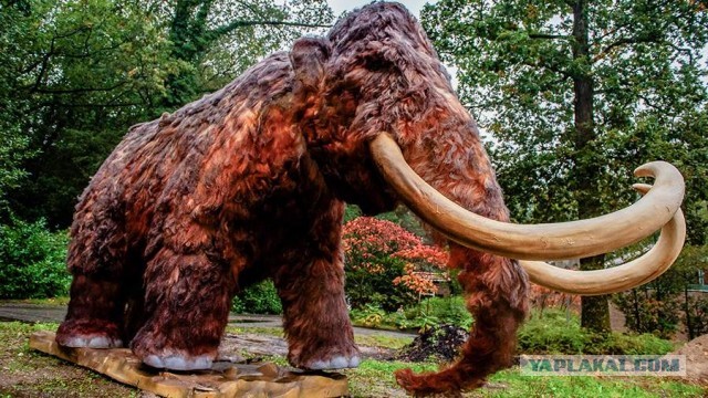 В США ученые сообщили о возможности возродить шерстистых мамонтов к 2028 году