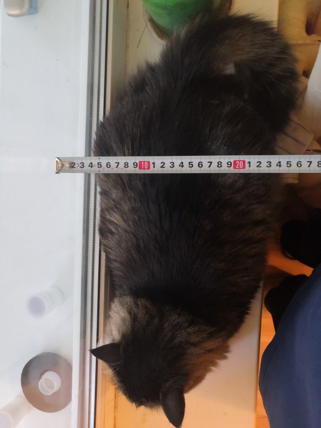 Спящий кот