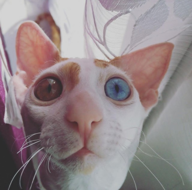 Смешные коты, которые бы победили на конкурсе абсурдных фотографий