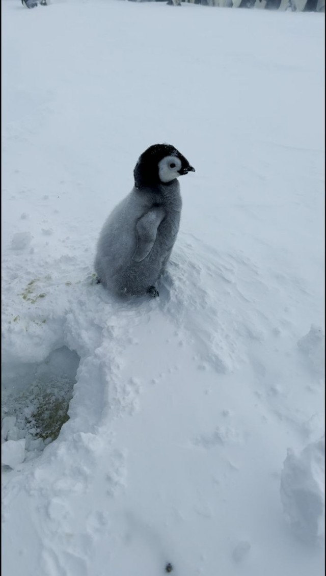 Российские полярники спасли малыша императорского пингвина!