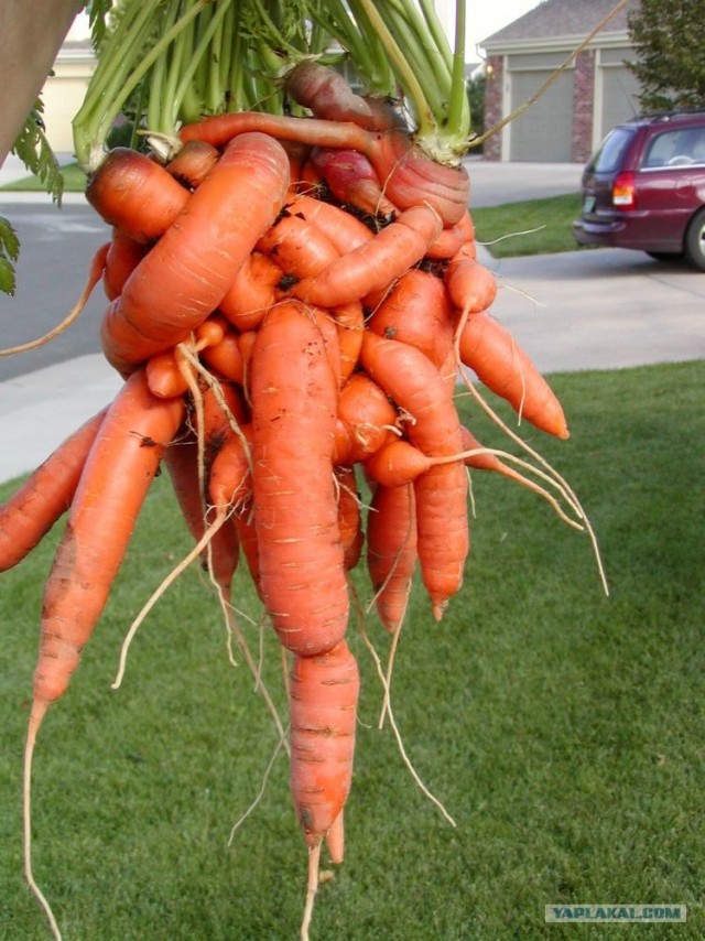 Мутантская морковка