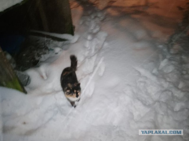 Жизнь домашнего приюта для котеек 568