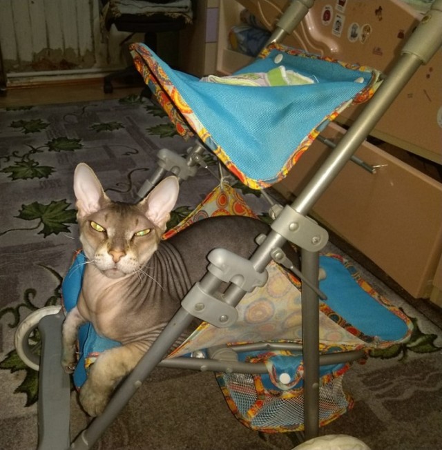 В защиту кошек породы Сфинкс канадский...