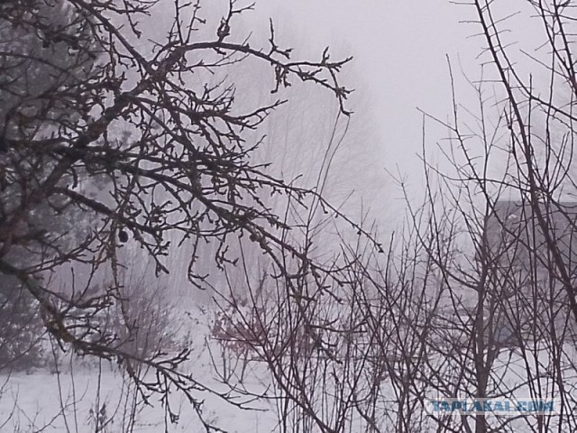 Жизнь домашнего приюта для котеек 572