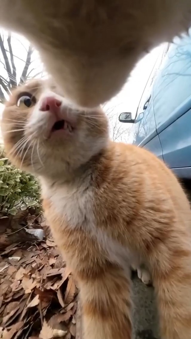 Дворовладелец