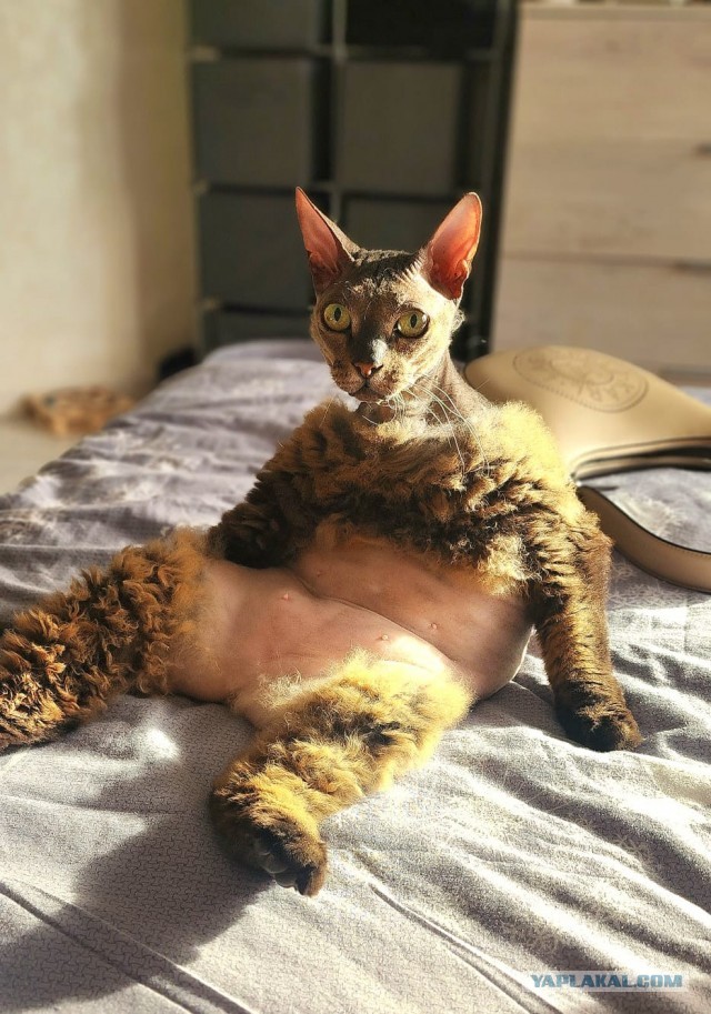 Котовторник же!