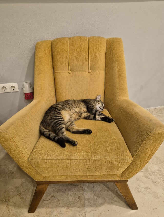 Кошки в Турции