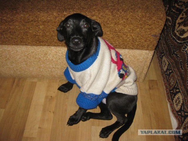 Мой важнейший кусочек щастья! Добра пост,