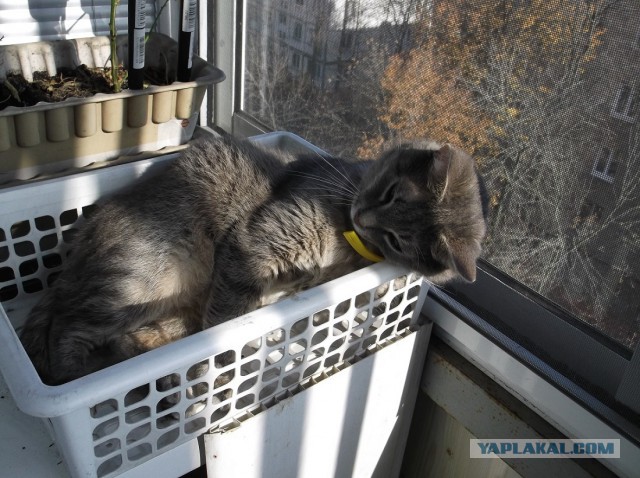 Котовторник 29.10.2013