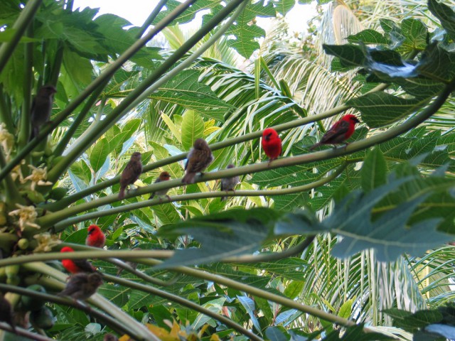 Как я съездил на Сейшелы