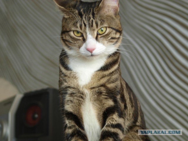 Одна булочка на двоих