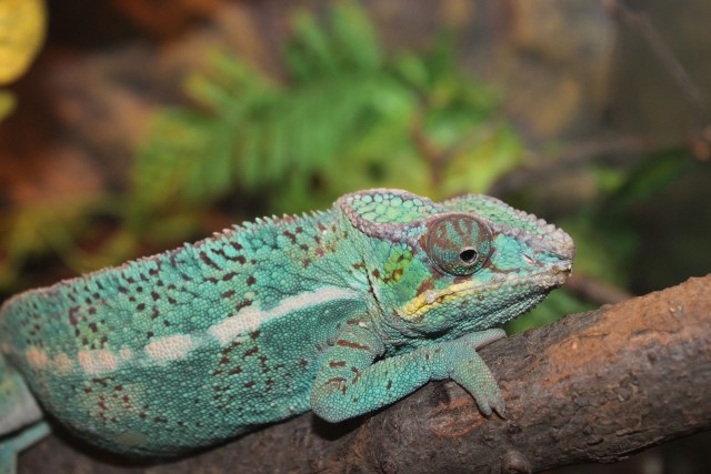 Отчёт о поездке в Крым 12.07 - 29.07