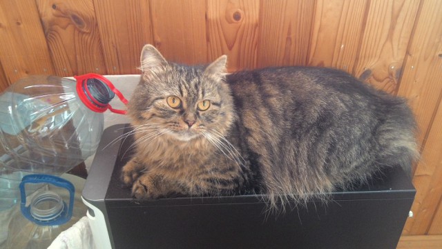 Котовторник 12.08.2014