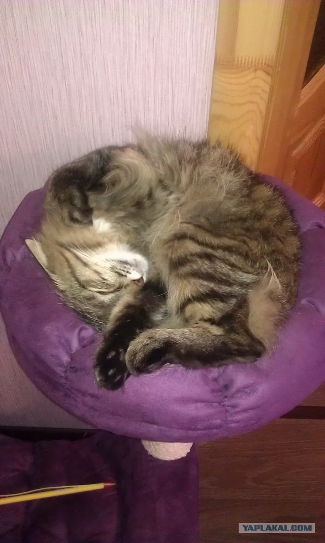 Котовторник 09.09.2014