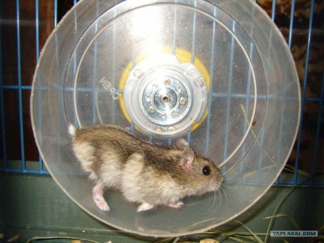 Поделки своими руками