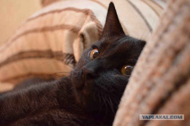 Моим котам