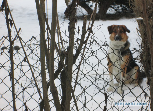 Собакочетверг 26.02.2015