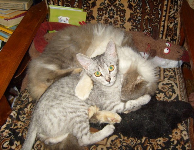Котовторник 31.03.2015