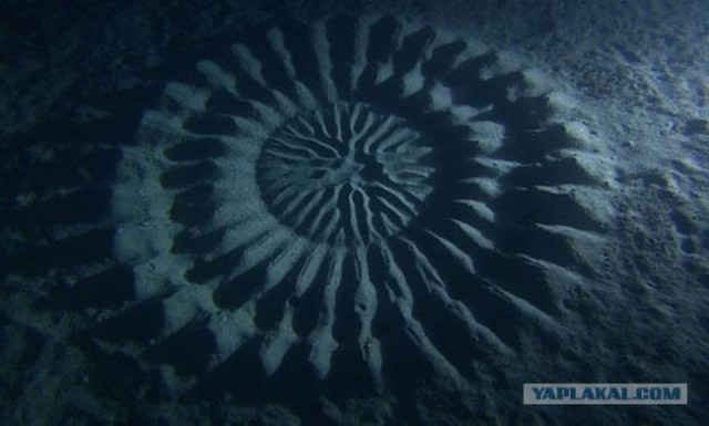 Мистические круги