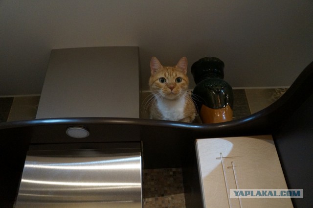 Котовторник