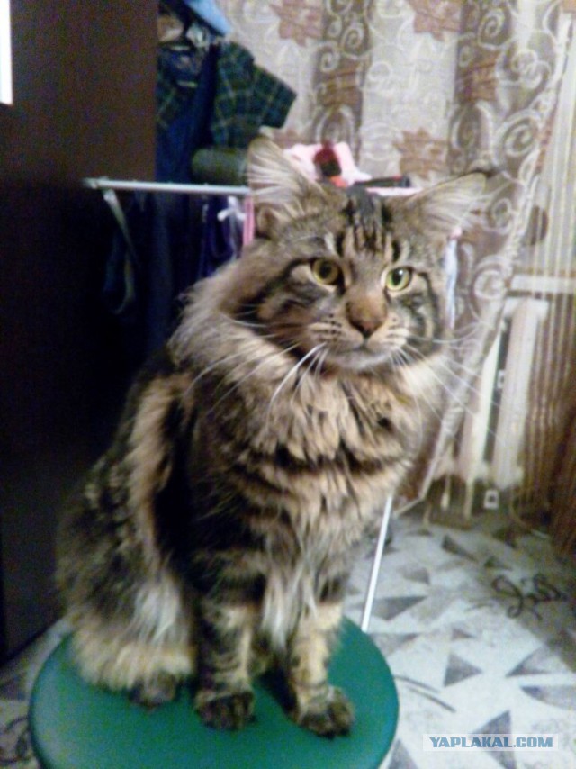 Котовторник 25.08.2015