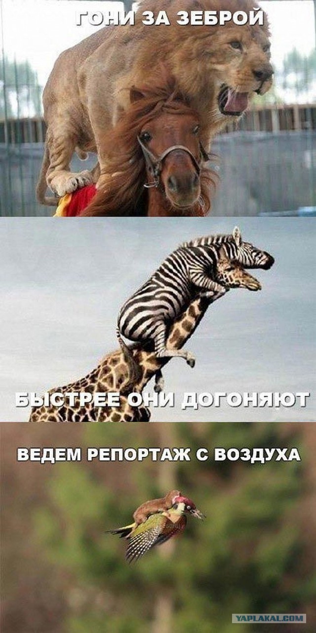 Наркоманский юмор