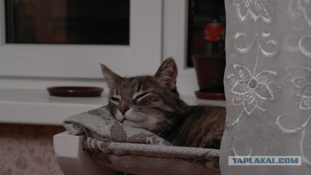 Лежанка для кота