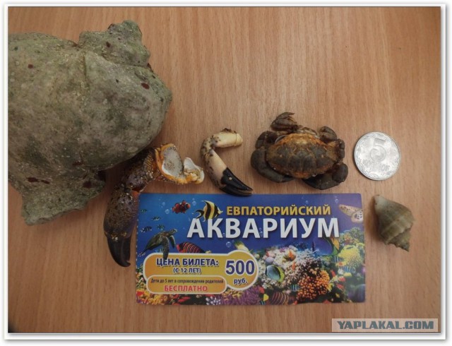 Непутёвые заметки. Поездка на Чёрное море