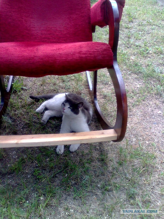 Котовторник 26.07 2016