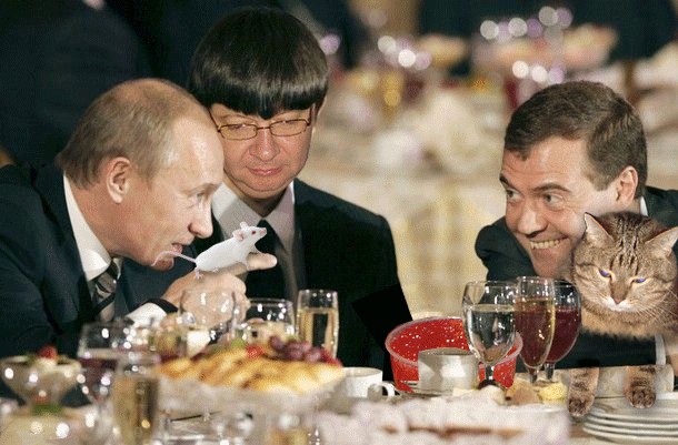 Фотожаба: Правильное питание для кота
