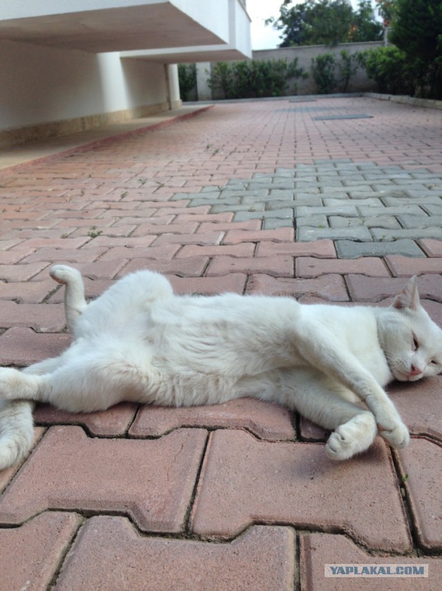 Котовторник 18.10.2016