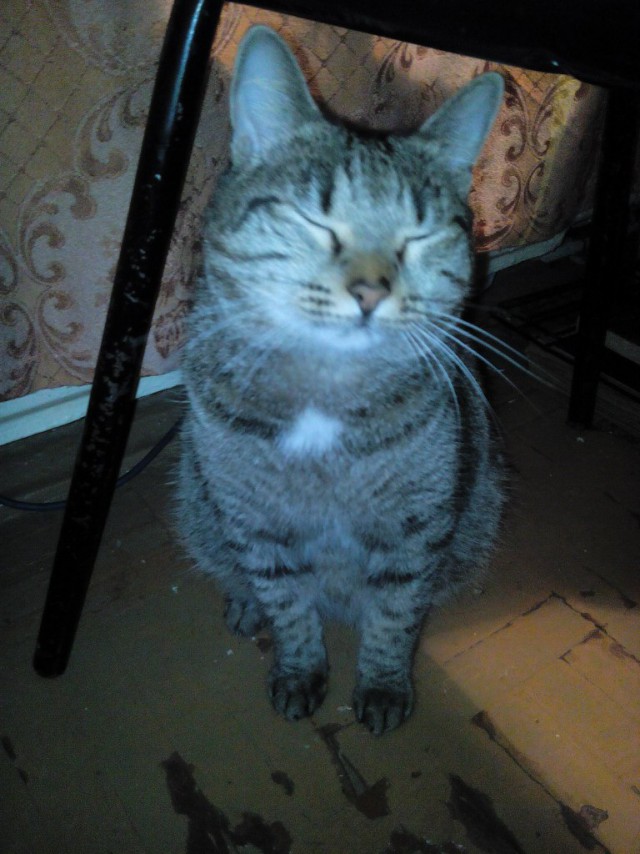 Котовторник 14.03.2017
