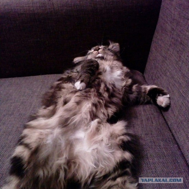 Котик же. Считаю - охуенен. Мой.