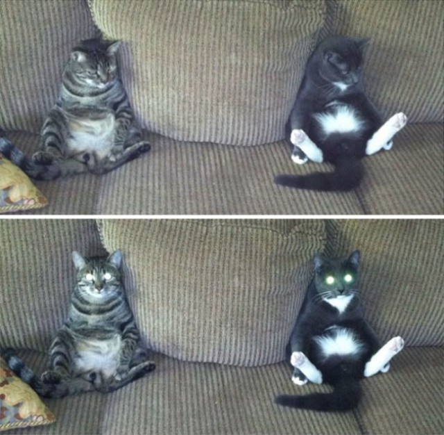 Коты и Кошки