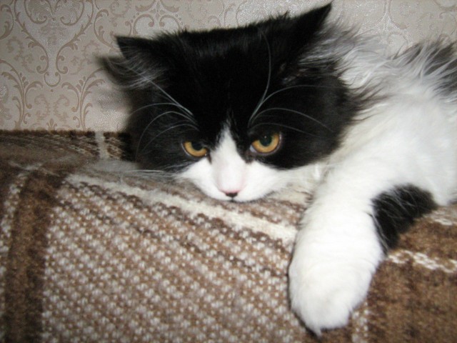 Коты и Кошки