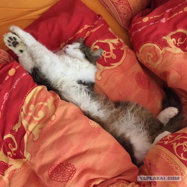 Котовторник  14.11.2017